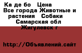 Ка де бо › Цена ­ 25 000 - Все города Животные и растения » Собаки   . Самарская обл.,Жигулевск г.